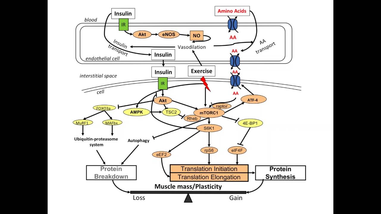 Industry Presented Webinar: Blending proteins to build muscle  What does the research tell us