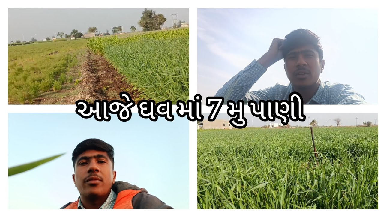 આજે ઘવ માં 7 મુ પાણી 