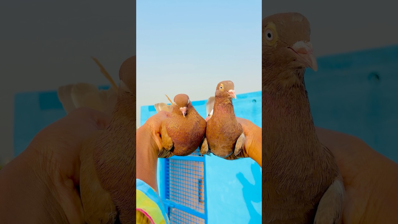 Lal Kabutar Ka Joda Le Liya 🥰 #minivlog #vlog #pets #kabootar