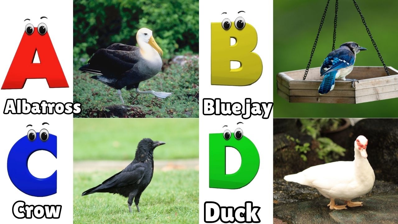 ABC Song | Birds ABC Song | Phonics for Kids| Learn ABC, Baby | Alphabet Letters
