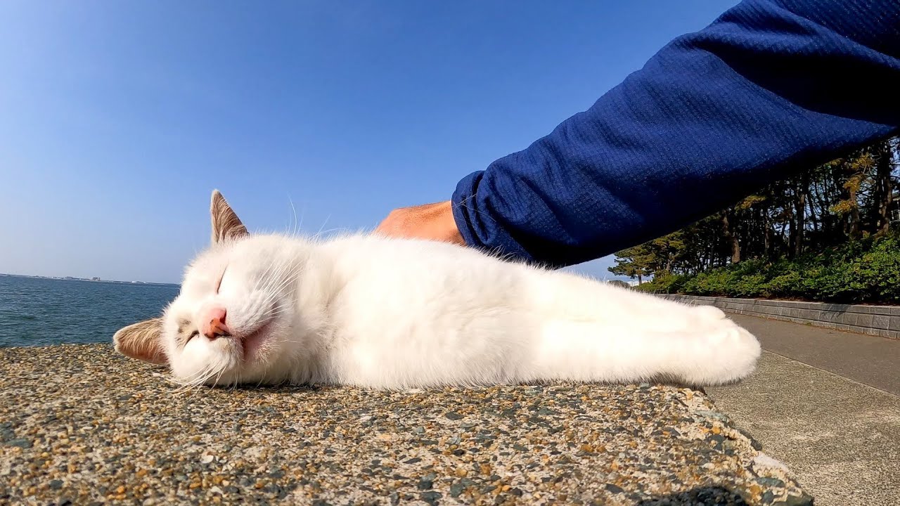 Бродячая кошка, которую гладят по волнорезу и громко урчат, слишком мила