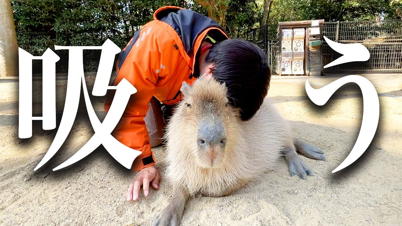 カピバラ吸いにどハマりしてしまいました・・・Let's smell animals