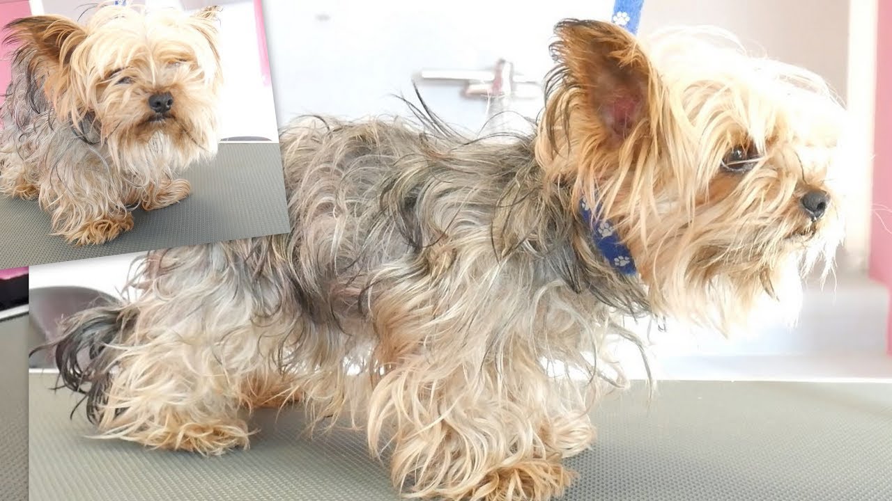 PetGroooming - Yorkie Transformation of the Month! Grooming Yorkshire Terrier.