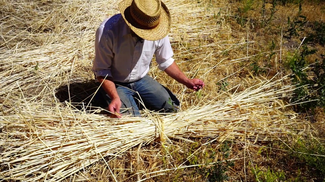 Cutting Rye with Hand Tools, For The First Time