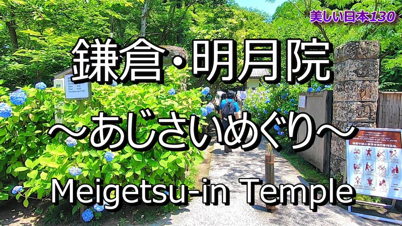 明月院・あじさい Meigetsuin Temple - Hydrangeas