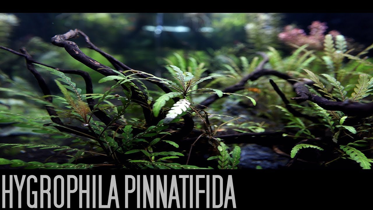 Hygrophila PinnatifidaTrimming