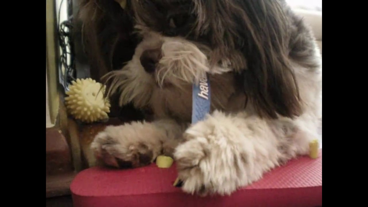 Havaianas, eu também amo. Havaianas flip flop i love too.