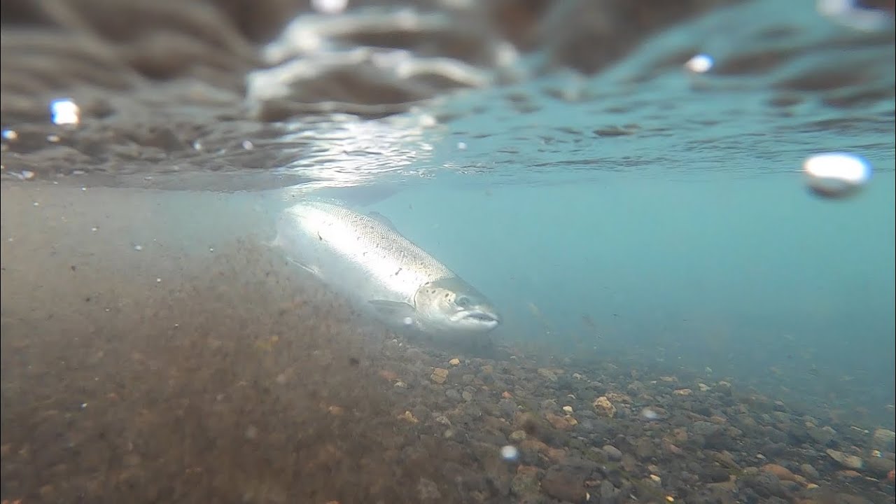 Seatrout and Atlantic Salmon fishing on the South Coast of Iceland. Icelandic Elements