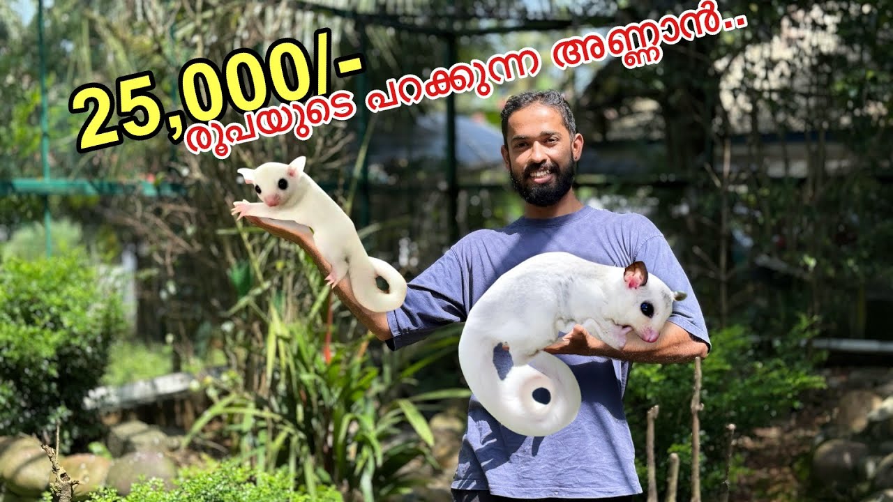 🔥25,000/- രൂപയുടെ വെള്ള വവ്വാലോ ?? | Bought New pet For backyard Forest 