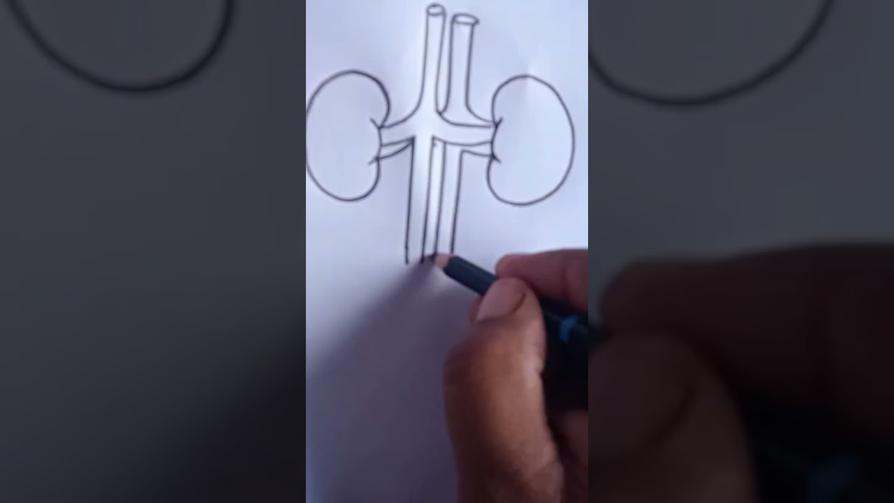 How to draw human excretory systm #shorts  #viral  #artist  #excretory_system