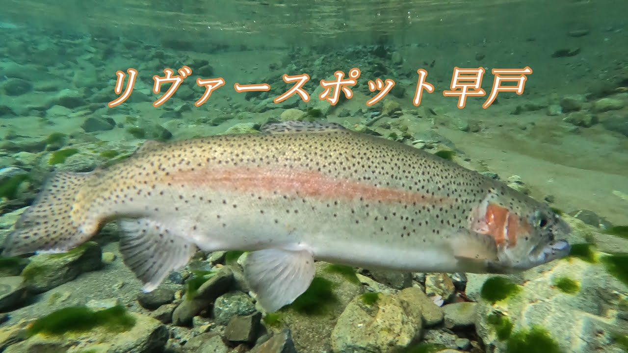 リヴァースポット早戸 10月中旬～オフシーズンはどこの釣り場?