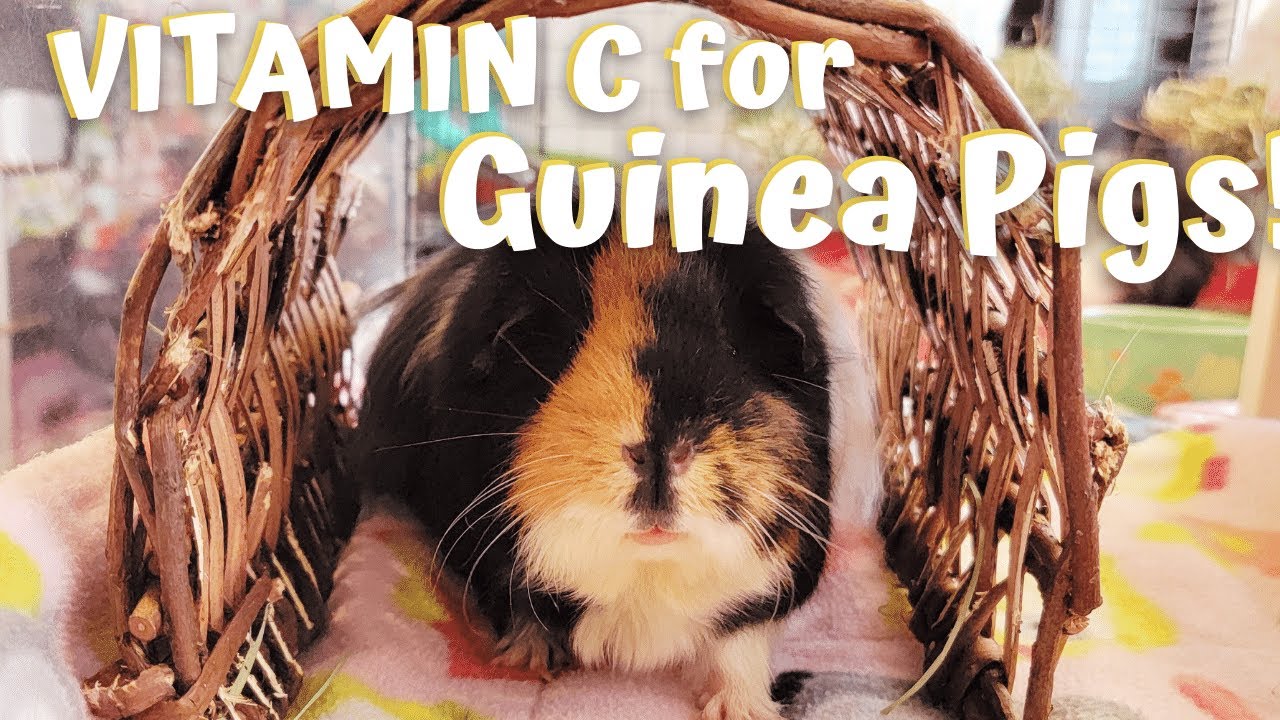 Vitamin C for Guinea Pigs | why guinea pigs need it & how to give guinea pigs vitamin c