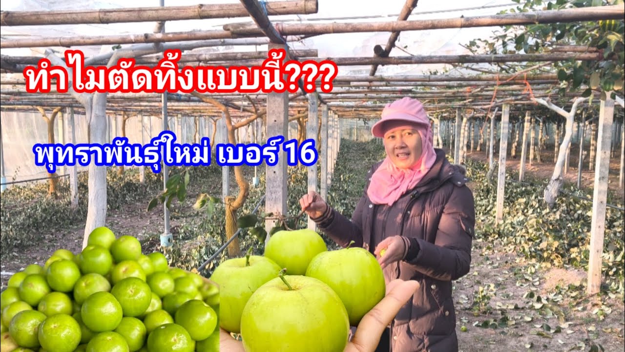 ทำไมต้องตัดแบบนี้??? หลายคนมีคำถาม พุทราสายพันธุ์ใหม่มาแรง ของหมดเกลี้ยงแป๊ปเดียว