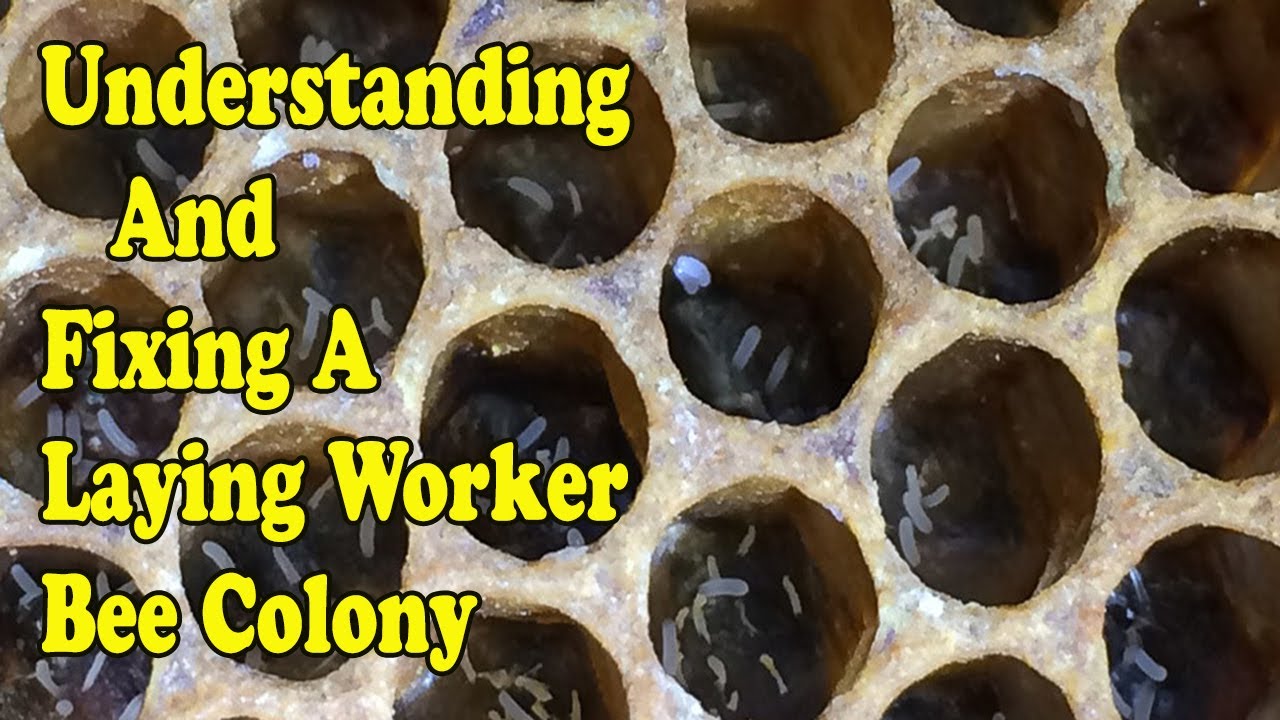 Understanding / Fixing A Laying Worker Colony (Drone Layers)