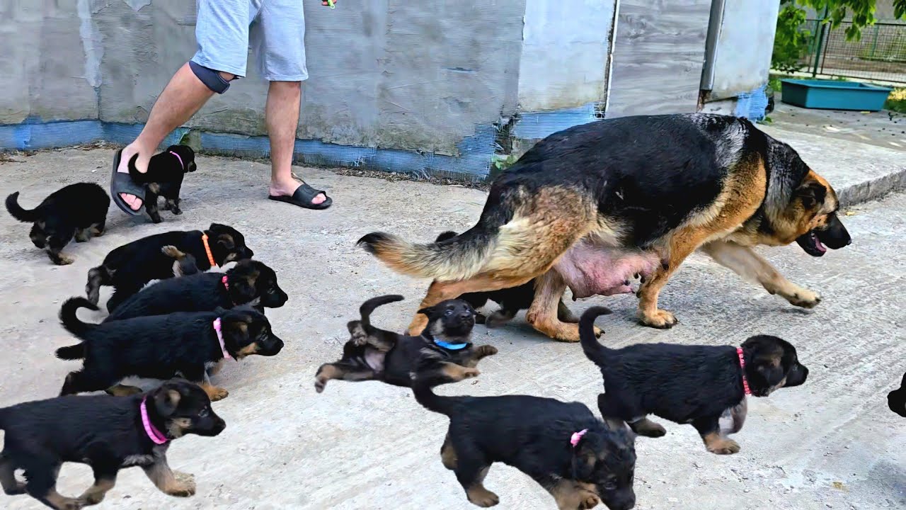 🤣Try to name the exact number of German Shepherd puppies! Украина Попробуй сосчитать щенков! Одесса 