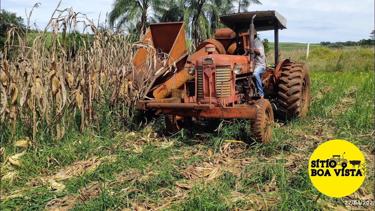 MASSEY FERGUSON 50X COLHENDO MILHO, COLHEITADEIRA PENHA FOGUETINHO. ADAPTAÇÃO PARA CONSEGUIR COLHER.