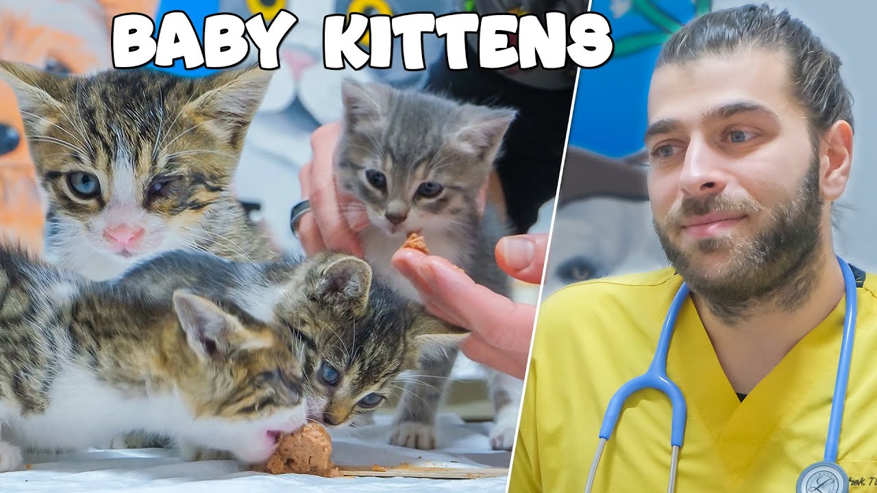 4 котенка вместе! (Один котенок может потерять глаз..)