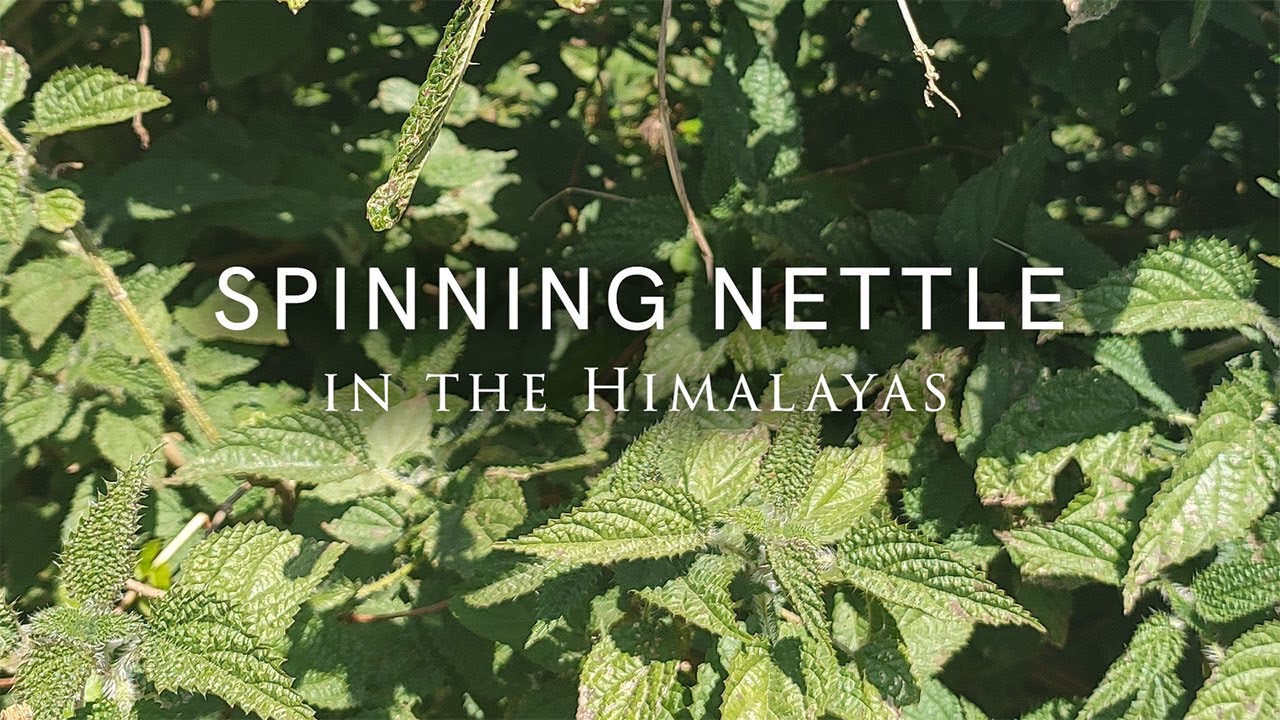 Spinning Giant Nettle in the Himalayas