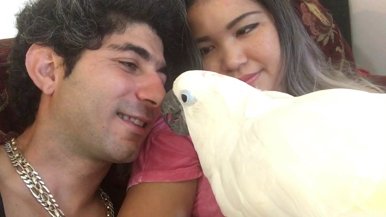 Having 2 cockatoos @ home & problems 🤣🤣🤣