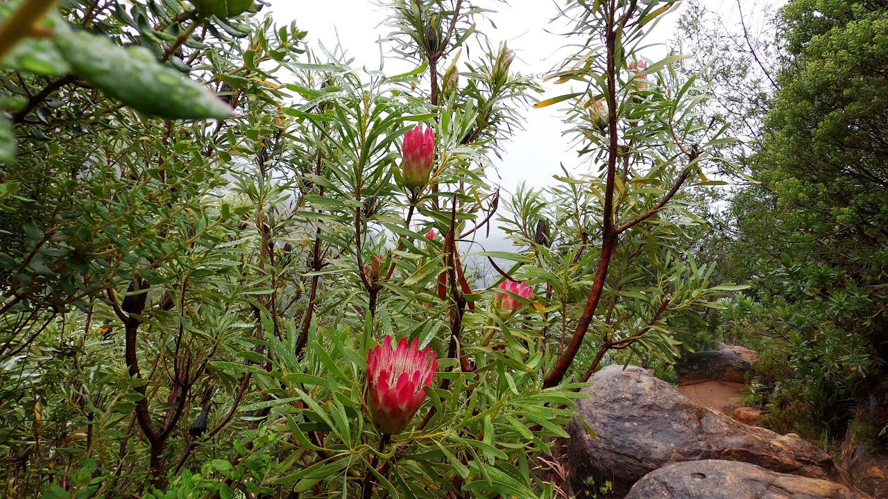 Cecilia Waterfall Hike | Table Mountain