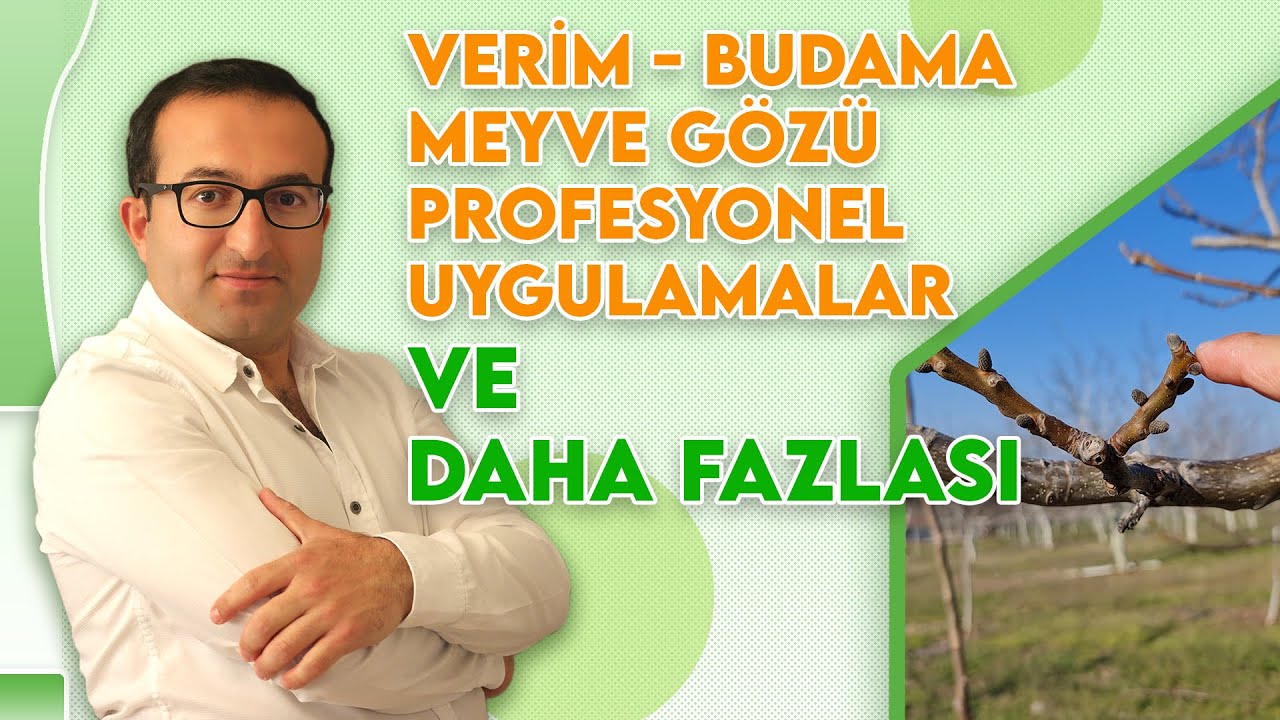 1 DÖNÜMDEN 1 TON VERİM ALMAK İÇİN YAPMANIZ GERKENLER! - PROFESYONEL CEVİZ YETİŞTİRİCİLİĞİ