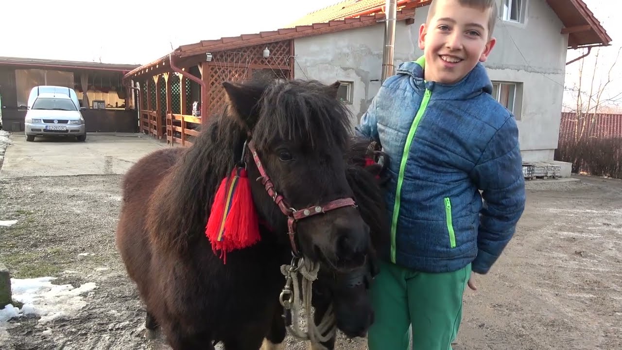 Poneii lui Cristian de la Treznea, Salaj - 2023 Nou!!!