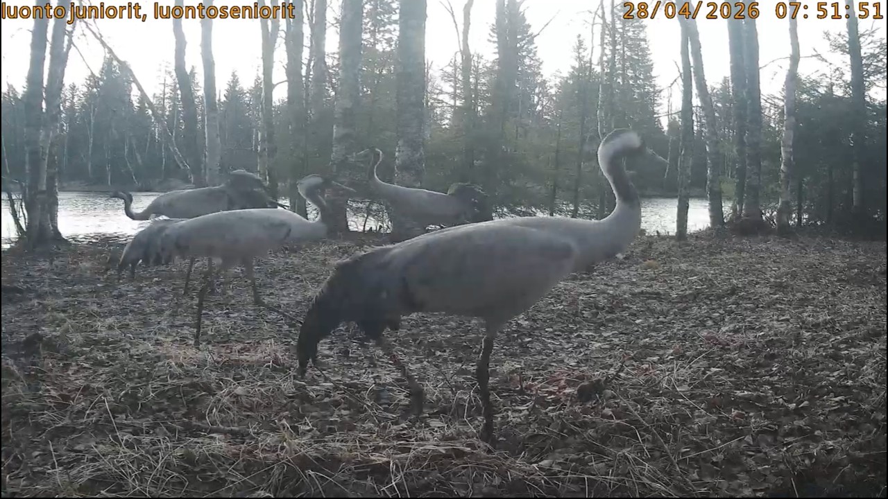 PETOLINTULIVE - BIRD OF PREY LIVE STREAM/ LUONTOLIVE