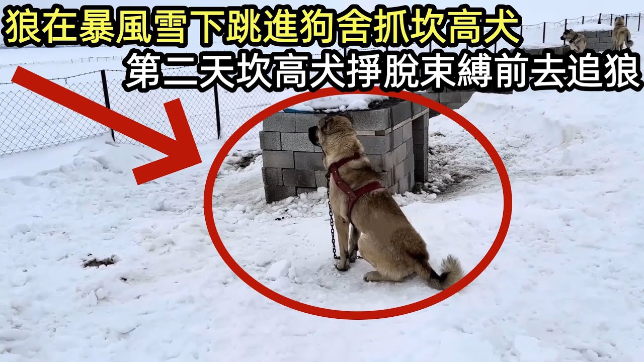 狼在暴風雪下跳進狗舍抓坎高犬，第二天坎高犬掙脫束縛前去追狼#坎高犬#牧羊犬#野狼#狼群#野生动物零距离