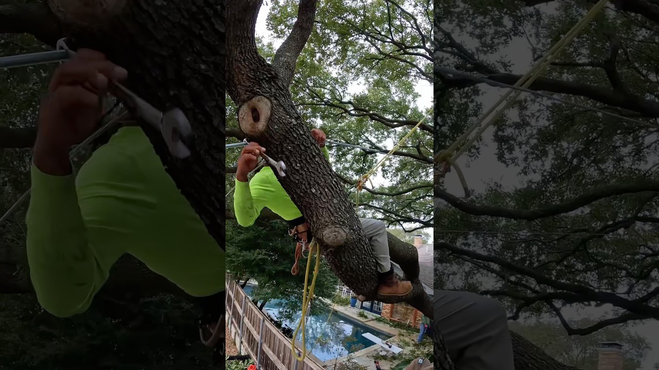 Preventing a Tree Split with Expert Cabling! #treework #treecare #arboriculture #arborist #treecable
