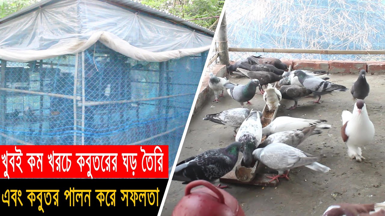 খুবই কম খরচে কবুতরের ঘর তৈরি এবং সেই ঘরেই কবুতর পালন করে সফল খামারির মাসিক আয় ৬ থেকে ৭ হাজার টাকা।..