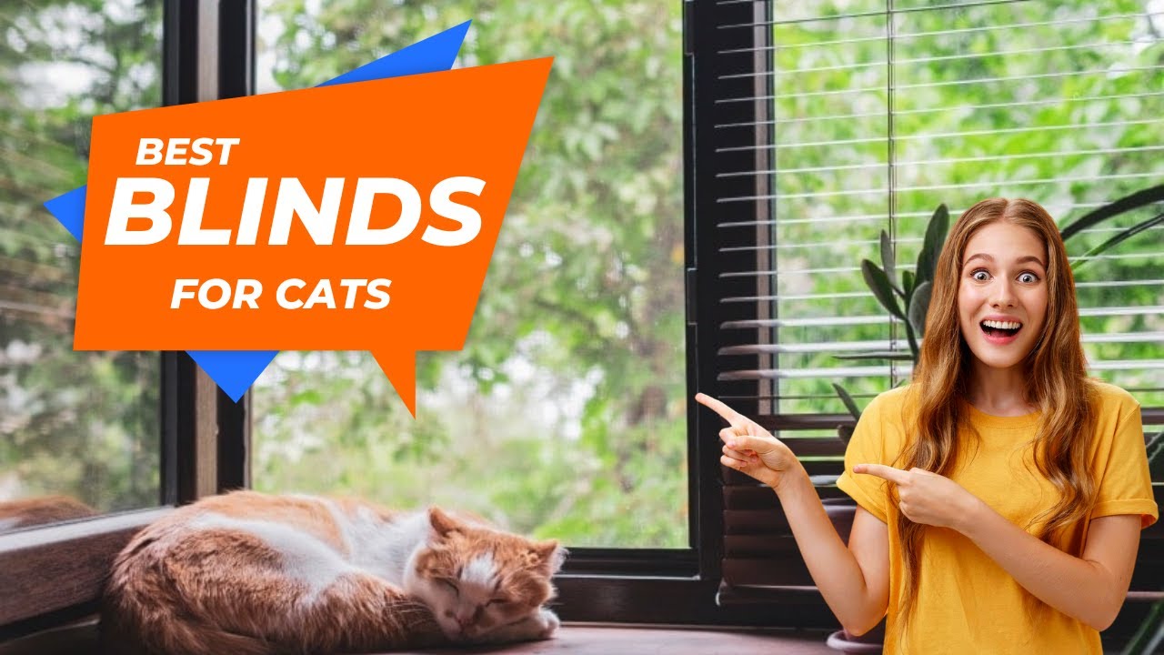 5 лучших жалюзи для кошек | Окна, подходящие для домашних животных