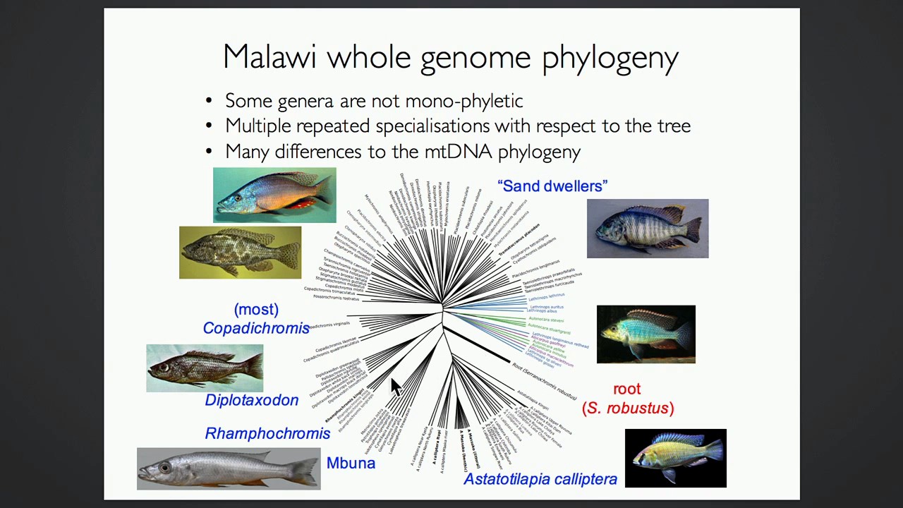 R Durbin: Whole genome sequencing studies of speciation and selection in the Lake Malawi cichlid rad