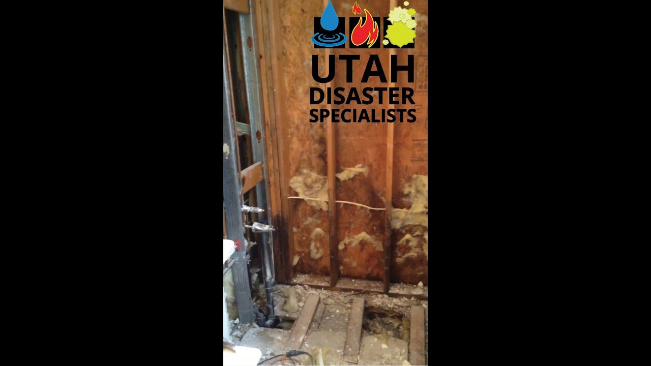 Mold removal job leads to more mold.