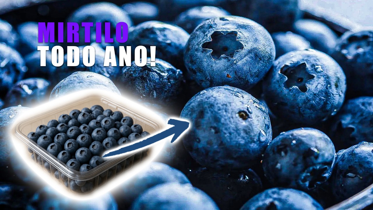 Como PLANTAR Mirtilo (BlueBerry) a partir das SEMENTES!