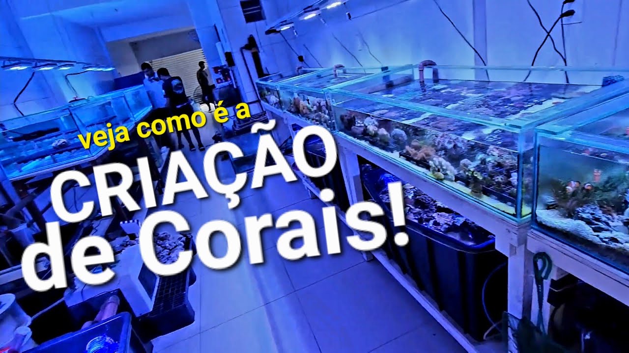 conheça a CRIAÇÃO DE CORAIS marinhos em Fortaleza Ceará Fazenda de CORAL