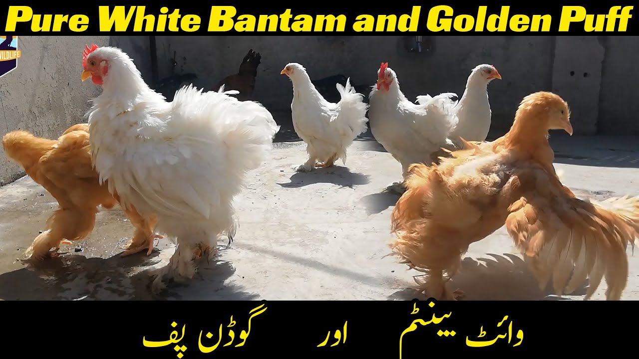 Pure White Bantam and Golden Puff | Buff Cochin Bantam Chicken