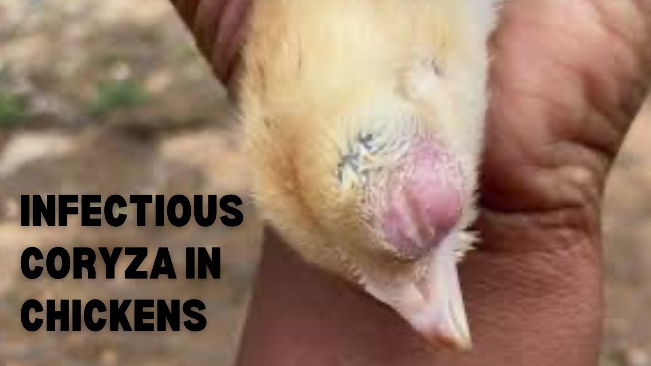 Farming in Zimbabwe | Coryza in Chickens | Roadrunner Farming