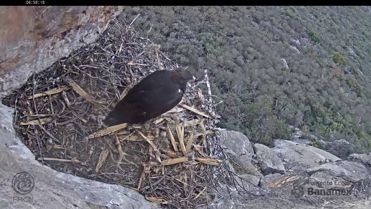 Cámara en nido de águila real - El primer vuelo