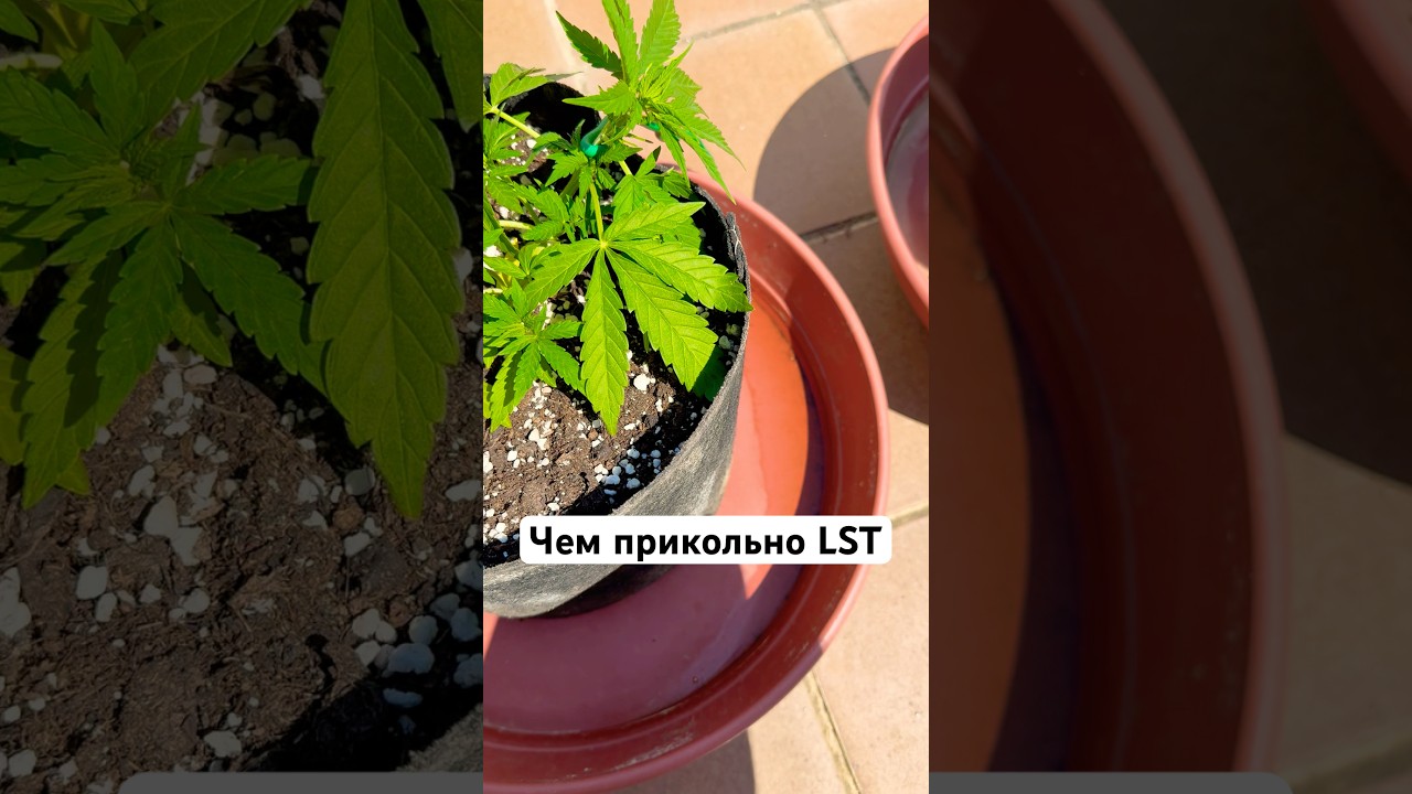 OG Kush Auto на террасе &mdash; как растут легендарные бошки под солнцем!