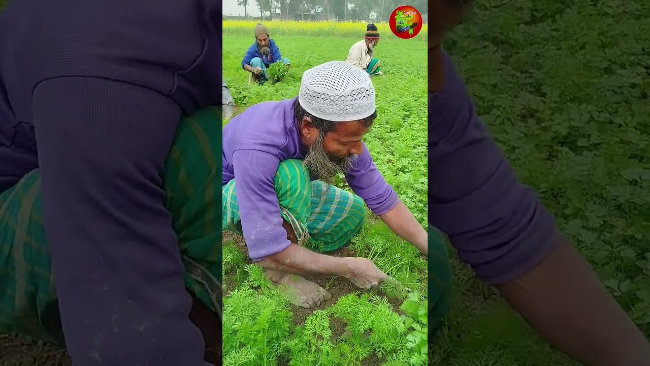 মাটির গন্ধে ধনিয়া, কণ্ঠে মনের গান 🌱🎶#gonitour #farmer #village #villagelifestyle #rurallife