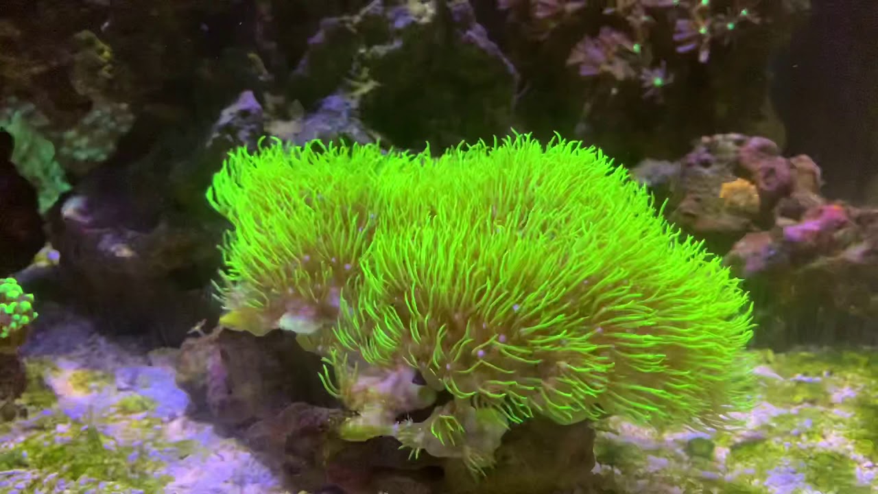 The Aqua One Mini Reef 120