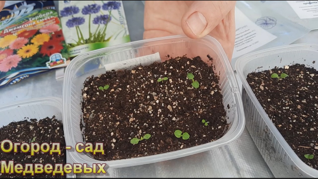 Первые всходы и новые посевы цветов