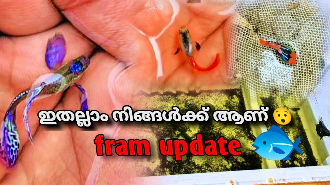 Update of the frame and the new fish🐠#guppy #update #youtube #fishcare #fishfeeding #fishkeeping 