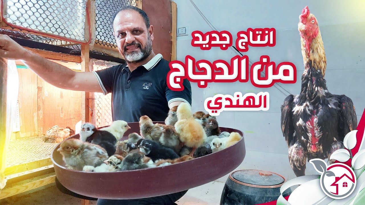 تفريخ اكبر عدد من الدجاج الهندى وعرض عدد منها للبيع