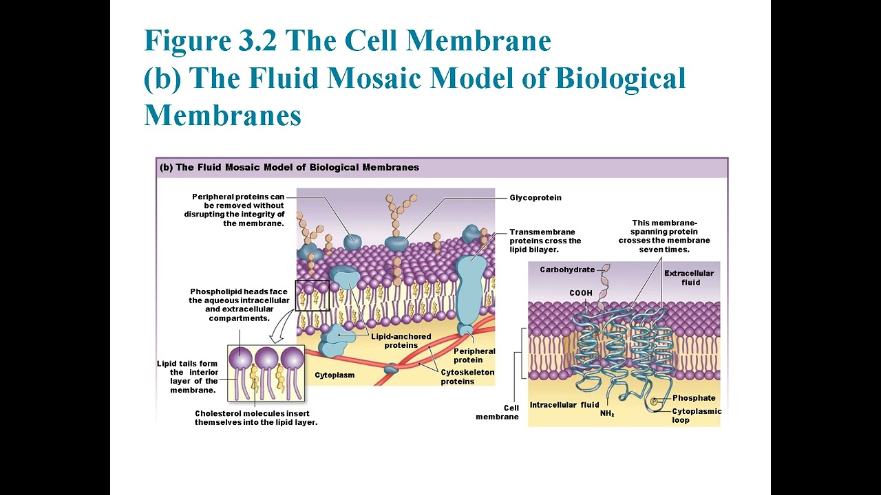 Chapter 3: Cells and Tissues