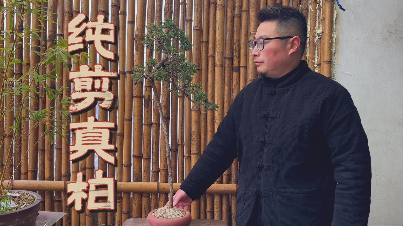 不盘扎不做舍利 只剪法可以玩好一棵真柏吗