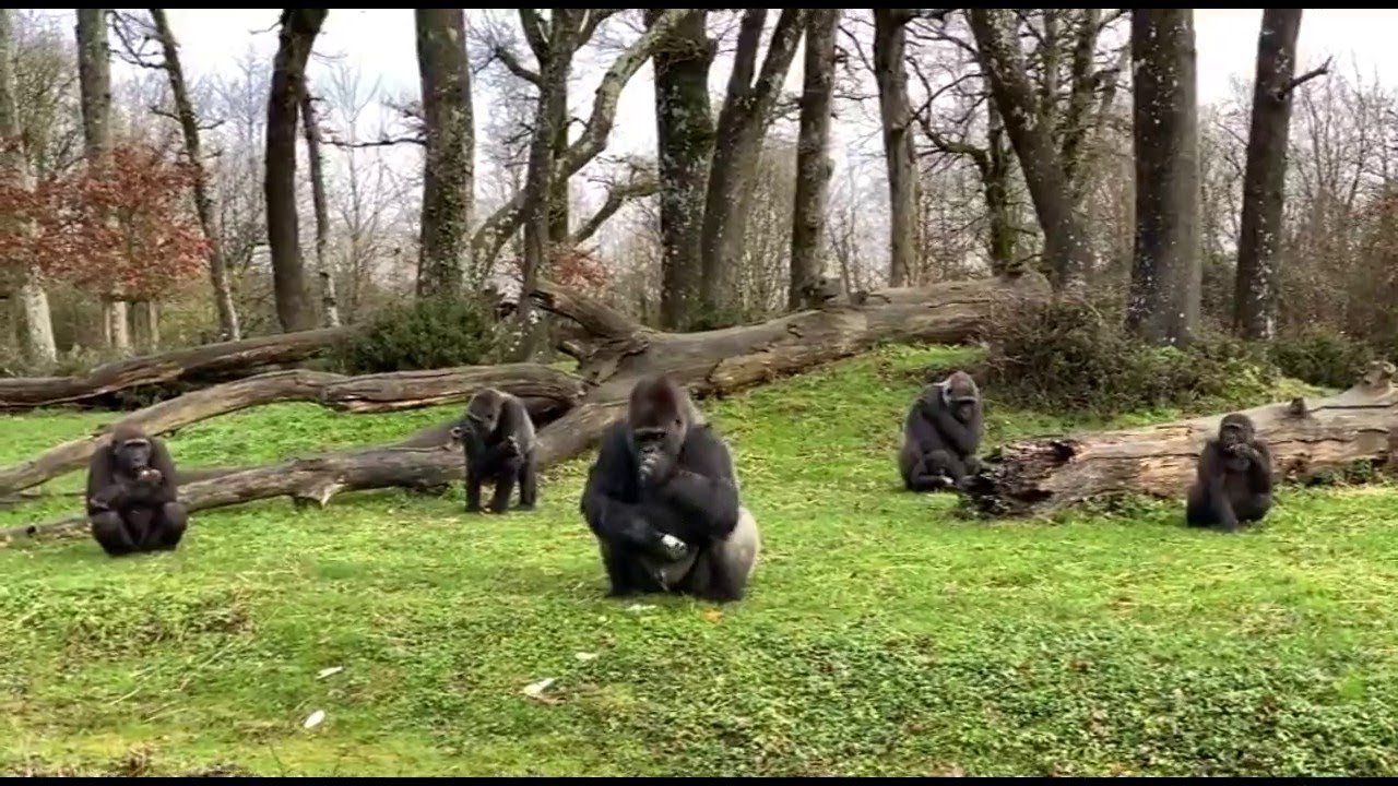 « Tous les chemins mènent à vous » à La Vallée des Singes à Romagne dans la Vienne (86)