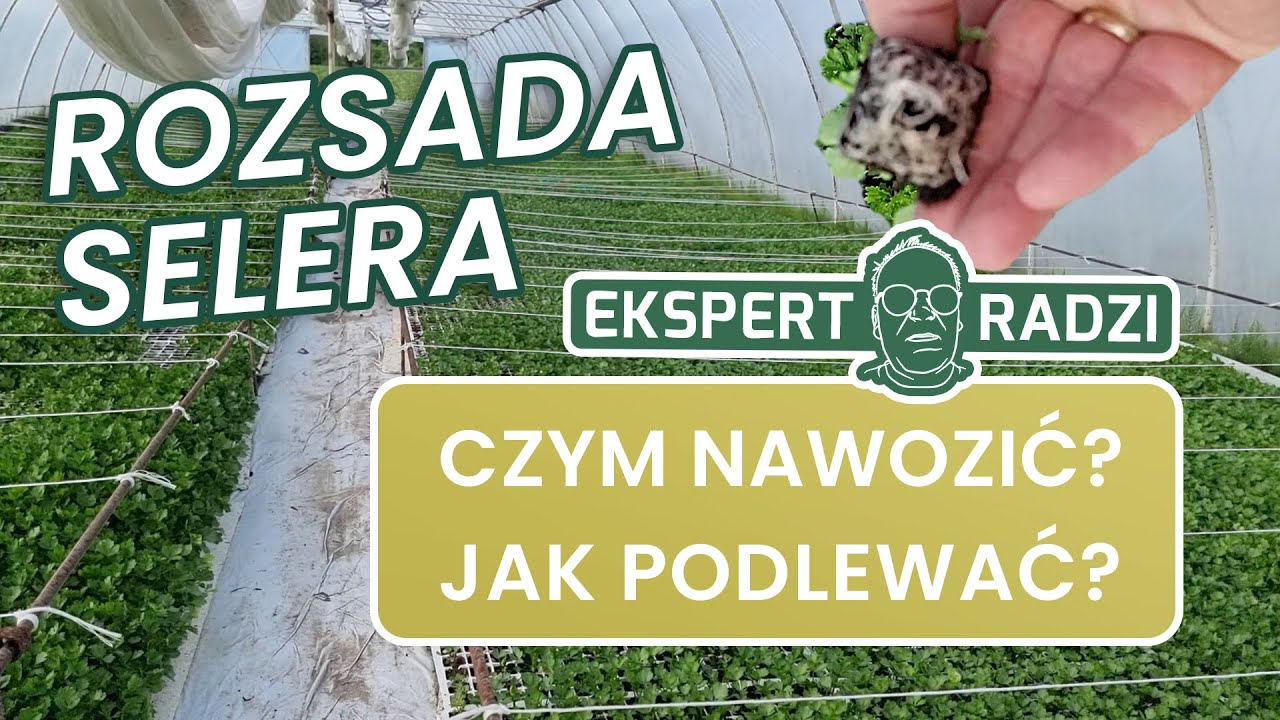 Czym nawozić oraz jak podlewać rozsadę selera korzeniowego? &ndash; Piotr Borczyński