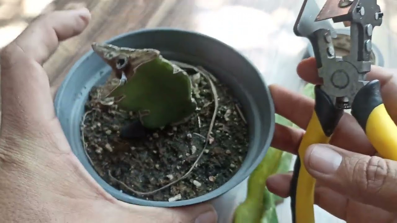 Injerto V en Pitahaya utilizando herramienta ✂️