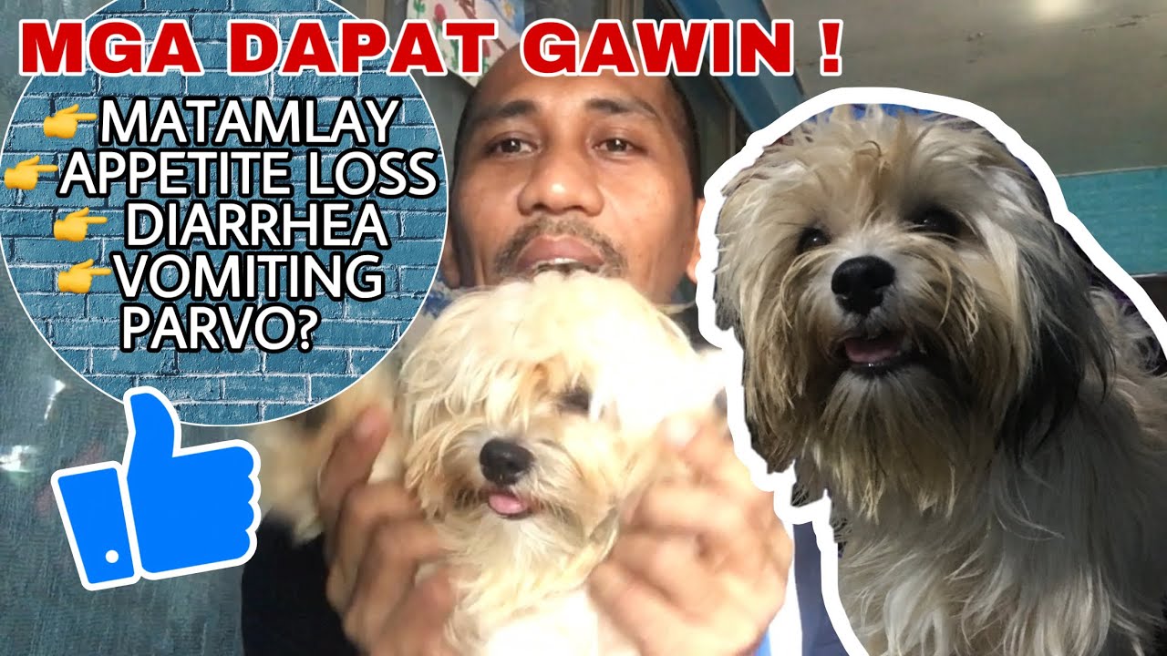 Matamlay at Walang Ganang Kumain na Shih Tzu - Mga Dapat gawin